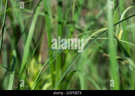 Vue panoramique de deux damselflies d'azur qui se sont accouplés sur l'herbe sur un fond flou Banque D'Images