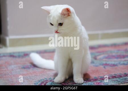 Chaton anglais blanc à cheveux courts à la maison avec une émotion curieuse Banque D'Images