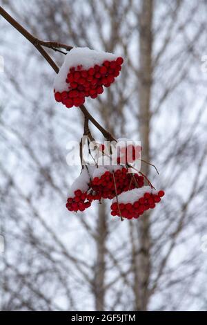 Plan vertical de baies de rowan recouvertes de neige accrochée à une branche d'arbre Banque D'Images
