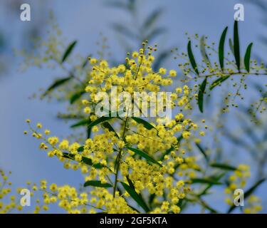 Golden Wattle, Blue Sky Banque D'Images