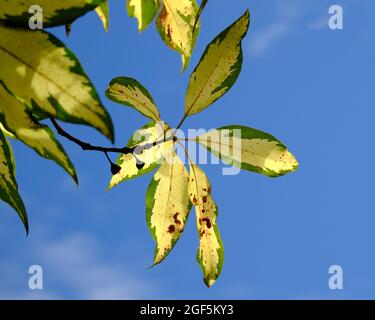 De belles feuilles Banque D'Images