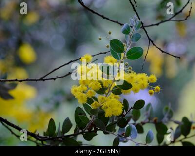 Mount Morgan Wattle Banque D'Images