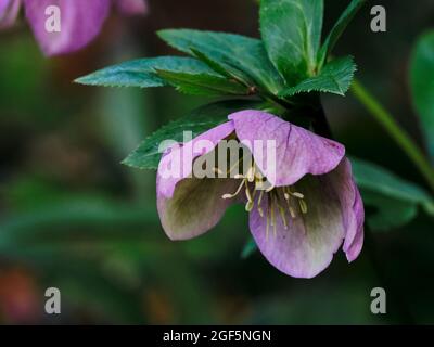 Hellebore pourpre Banque D'Images
