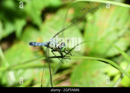 Une libellule est mâle de pondhawk. Banque D'Images