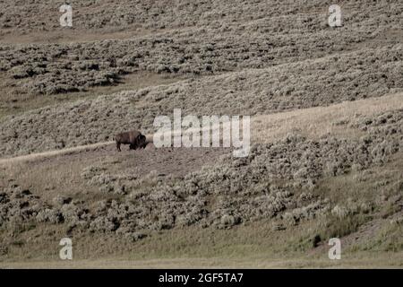 Les Inspets de bison s'alouauprès de Hill Side dans le parc national de Yellowstone Banque D'Images