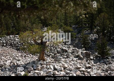 Le Bristlecone Tree pousse à l'extérieur de Rocky Field, dans le parc national de Great Basin Banque D'Images