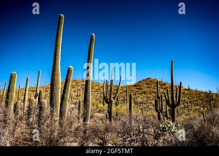 Ciel bleu sur les cactus Saguaro dans le désert de Sonoran en Arizona Banque D'Images