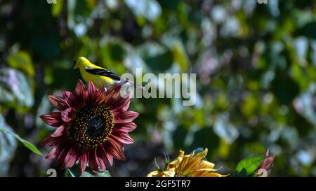 Ce Goldfinch américain se distingue avec élégance sur le tournesol couleur marron dans une cour du Missouri. Effet bokeh. Banque D'Images