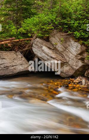 Little Cottonwood Creek en été, Wasatch National Forest, Wasatch Mountains, Utah Banque D'Images