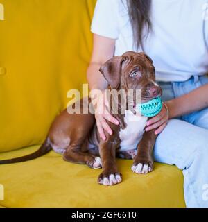 Une femme sans visage assise sur un canapé et tenant un petit bull-terrier américain avec un jouet dans la bouche Banque D'Images