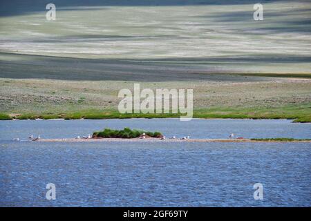 Petit lac mongol. Un troupeau de goélands se trouve près de l'eau sur l'île. Mongolie, Bayan-Ulgay Aimak. Banque D'Images