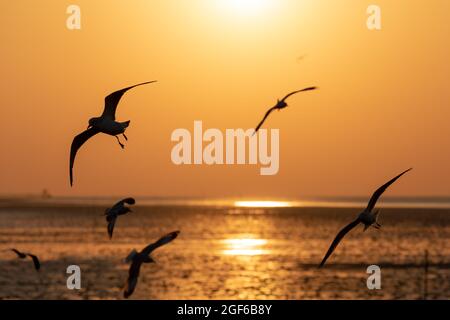 Résumé liberté scène naturelle de mouettes volantes silhouettes sur la surface de la mer avec ciel de lever de soleil orange. Banque D'Images