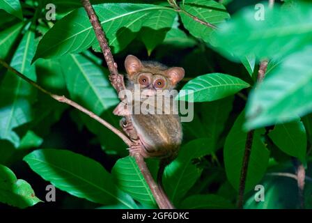 Portrait d'un tarsier dans la réserve naturelle de Tangkoko Batuangus, dans le nord de Sulawesi, en Indonésie. Banque D'Images