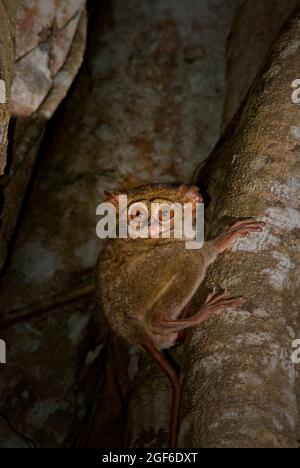 Portrait d'un tarsier spectral dans la réserve naturelle de Tangkoko Batuangus à Sulawesi du Nord, Indonésie. Banque D'Images