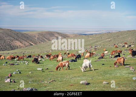 Les chèvres se broutent sur des alpages de montagne dans la limite naturelle de la montagne Tsagduult, dans l'ouest de la Mongolie Banque D'Images