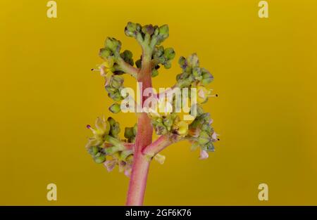 Fleurs de l'arbre de mangue, Mangifera indica, en fleur. Banque D'Images