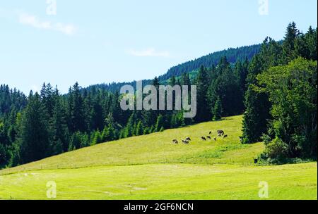 Vue depuis le sommet alpin de l'Alpspitz dans l'Allgäu. Paysage bavarois panoramique. Banque D'Images