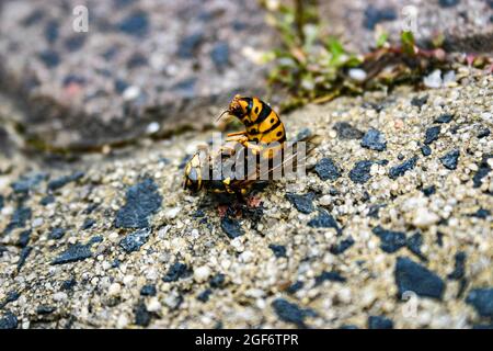 Une guêpe européenne morte, jaune vif et noire, mangée par des fourmis sur un sol sablonneux en béton Banque D'Images