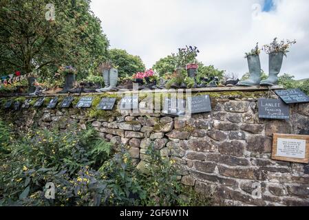 Plantes cultivées dans des bottes anciennes et créées par les membres de l'Institut des femmes d'orge dans le village d'orge, Forest of Bowland, Lancashire Banque D'Images