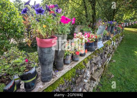 Plantes cultivées dans des bottes anciennes et créées par les membres de l'Institut des femmes d'orge dans le village d'orge, Forest of Bowland, Lancashire Banque D'Images