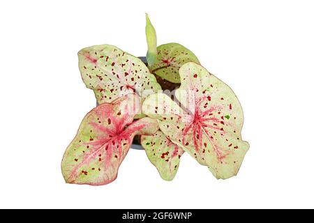 Vue de dessus de la maison exotique 'Caladium Miss Muffet' avec des feuilles roses et vertes avec des points rouges isolés sur fond blanc Banque D'Images