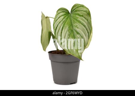 Maison tropicale 'Philodendron Mamei Silver Cloud' avec motif argenté dans un pot de fleurs isolé sur fond blanc Banque D'Images