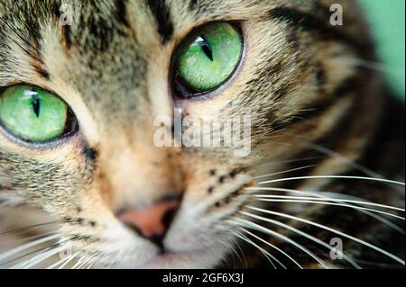 Photo macro du visage d'un jeune chat tabby. Concentrez-vous sur ses yeux verts magnifiques . Banque D'Images