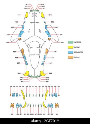 Construction d'une formule dentaire dents de chats Illustration de Vecteur