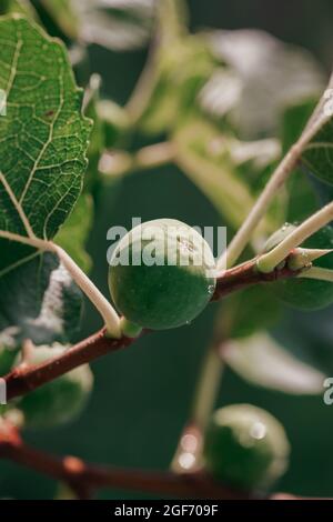 Les figues mûrissent sur un arbre avec des feuilles de figues tout autour Banque D'Images