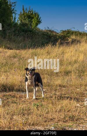 Un chien sympathique et sympathique marche sur un terrain dans la lumière chaude d'un matin. Banque D'Images