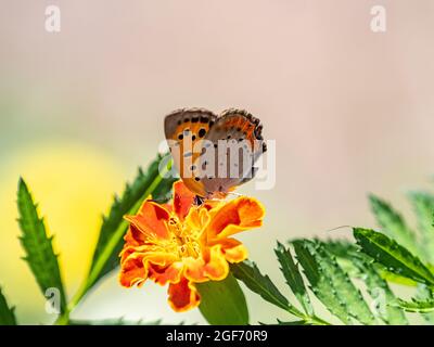 Papillon en cuivre japonais coloré sur une fleur d'orange dans le jardin Banque D'Images