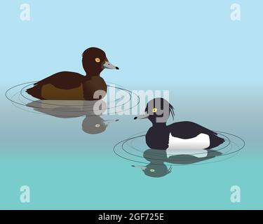 Illustration vectorielle de deux canards touffetés nageant dans l'eau. Leur réflexion est visible dans l'eau. Illustration de Vecteur