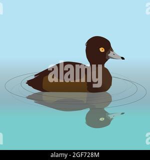 Illustration vectorielle d'un canard touffeté femelle nageant dans l'eau. Sa réflexion est visible dans l'eau. Illustration de Vecteur