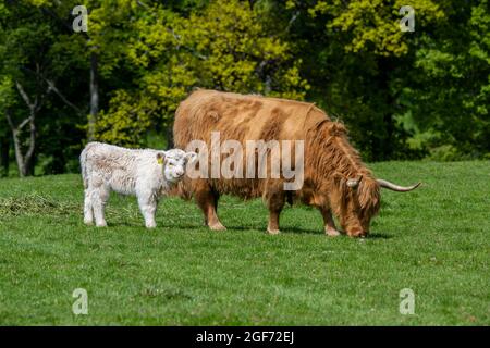 Vache des Highlands avec pâturage de veau dans le champ de Dalmeny Estate près de South Queensferry en Écosse, Royaume-Uni Banque D'Images