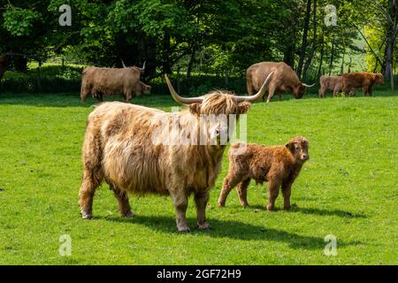 Vache des Highlands avec pâturage de veau dans le champ de Dalmeny Estate près de South Queensferry en Écosse, Royaume-Uni Banque D'Images