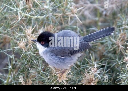 Paruline sarde (Curruca melanocephala), homme, Boumalne Dades, Maroc. Banque D'Images