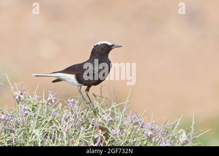 Wheatear à couronne blanche, ou Wheatear noir à couronne blanche (Oenanthe leucopyga), mâle au sommet d'une brousse, Maroc. Banque D'Images