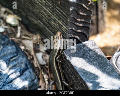 Photo sélective d'un lézard d'herbe japonais à côté d'un sentier de randonnée Banque D'Images