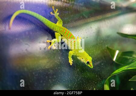 Petit gecko vert et jaune de Madagascar de jour assis sur la branche de près. Le reptile Phelsuma respire sous le soleil éclatant de la jungle Banque D'Images