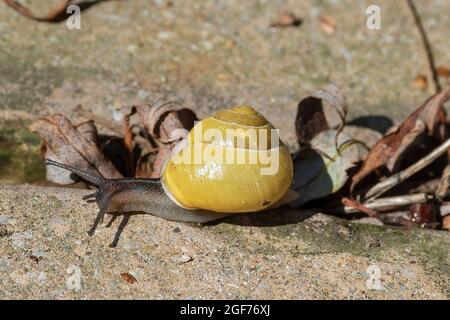 Escargot de jardin commun avec coquille jaune. Cornu aspersum, connu sous le nom commun d'escargot de jardin, est une espèce d'escargot de terre de la famille des Helicidae Banque D'Images