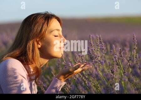 Vue latérale d'une femme détendue sentant des fleurs de lavande dans un champ au coucher du soleil Banque D'Images