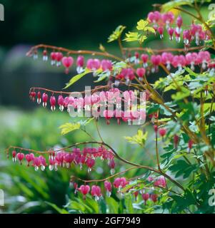 Déchirement du coeur, saignement du coeur (Dicentra), saignement du coeur, faux coeur, coeur flamboyant, Coeur volant, coeur brisé, coeur de la femme, coeur de Marie, coeur Banque D'Images