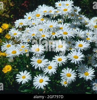 Marguerite (Leucanthemum vulgare), pâquerette, pâquerette de prairie, pâquerette de fard à fleurs Banque D'Images