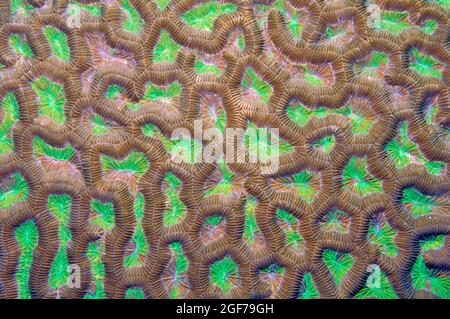 Gros plan détaillé des polypes de la vallée de la petite Corail (Favia), Océan Indien, Maldives Banque D'Images