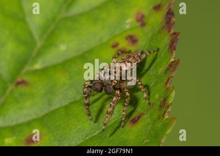 Fencepost Jumper (Marpissa muscosa) Portrait masculin, Bade-Wurtemberg, Allemagne Banque D'Images