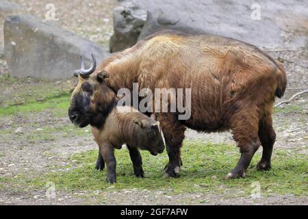 Mishmi Takin (Budorcas taxicolor taxicolor), adulte, femme, juvénile, captif, Chine Banque D'Images