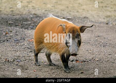 Cochon à l'aidée au pinceau (Potamochoerus porcus pictu), adulte, captif, Cameroun Banque D'Images