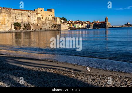 Vue sur Collioure (Cotlliure en catalan) avec le Château et l'église, Pyrénées-Orientales, France. Banque D'Images