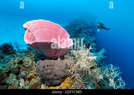 Éponge rose pour vase (Niphates digitalis), plongeur derrière sur la crête du récif corallien, mer des Caraïbes près de Maria la Gorda, province de Pinar del Rio, Caraïbes, Cuba Banque D'Images