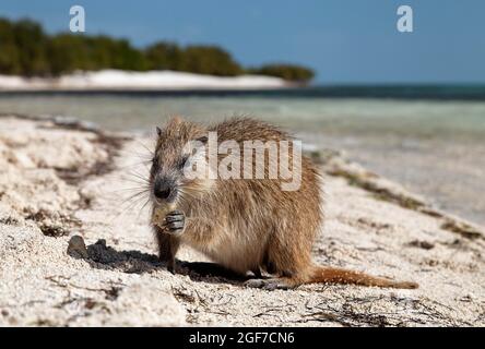 L'hutia de Desmarest (Capromys pilorides), sur la plage, Anclita, Caraïbes, Islande Banque D'Images